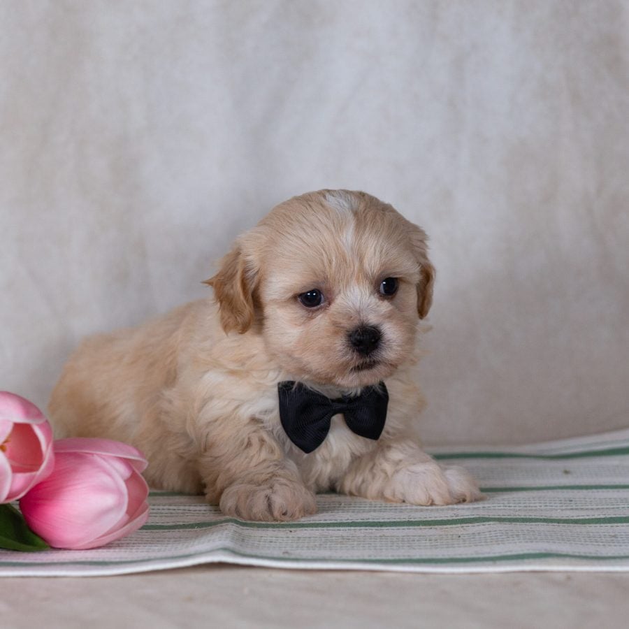 Shichon puppy for sale