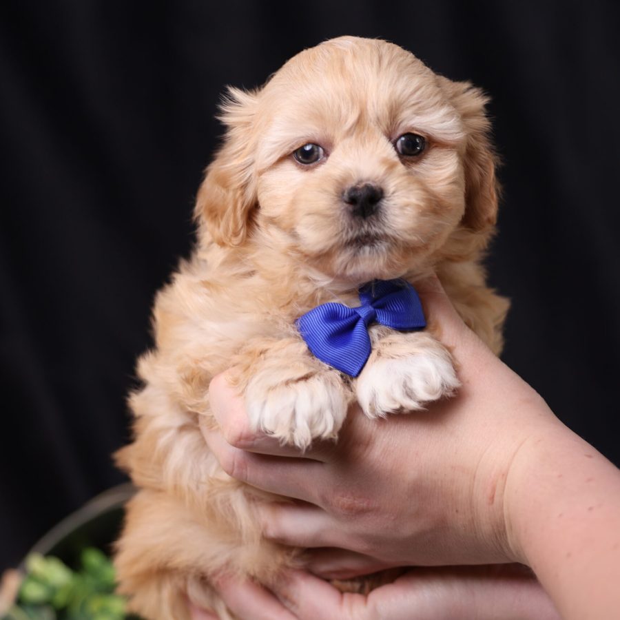Shichon teddy bear dog price