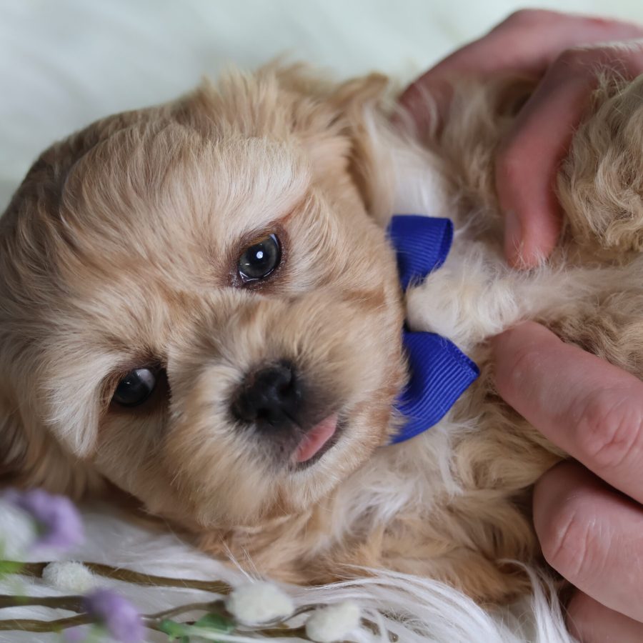 Shichon teddy bear dogs