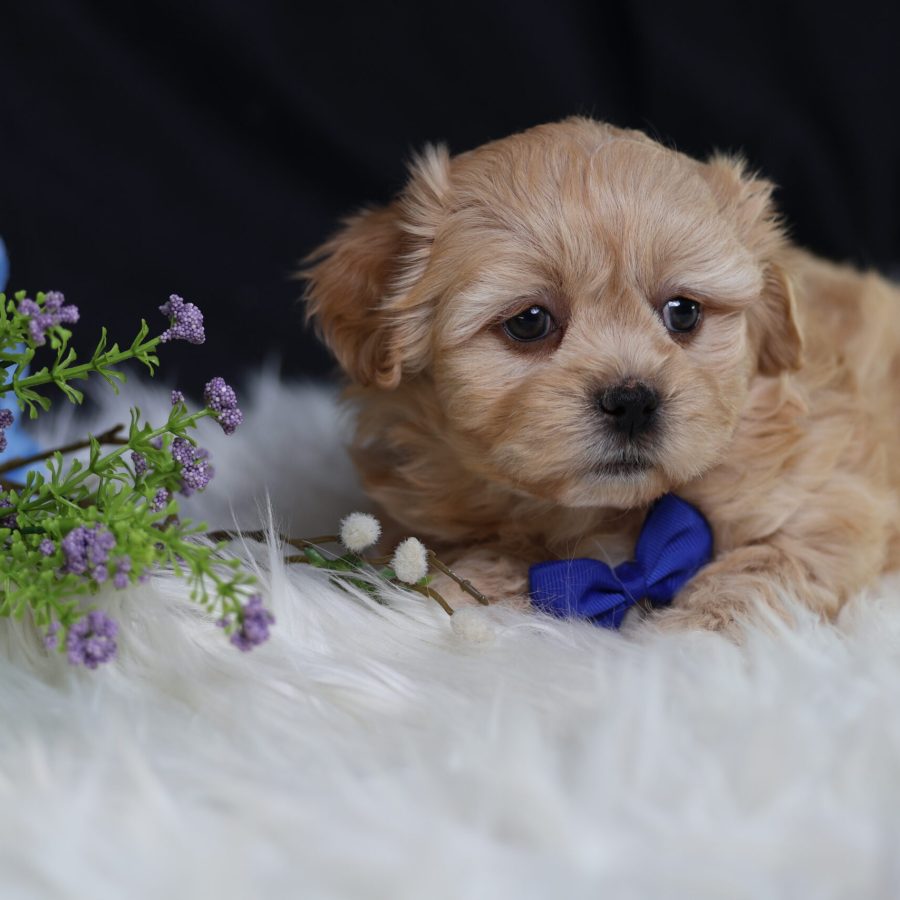 Shichon teddy bear puppies