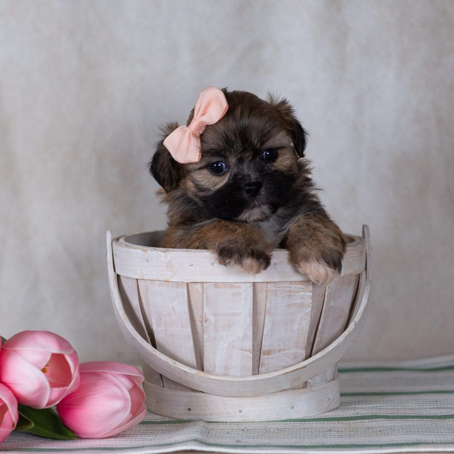 Shichon teddy bear puppies breeder