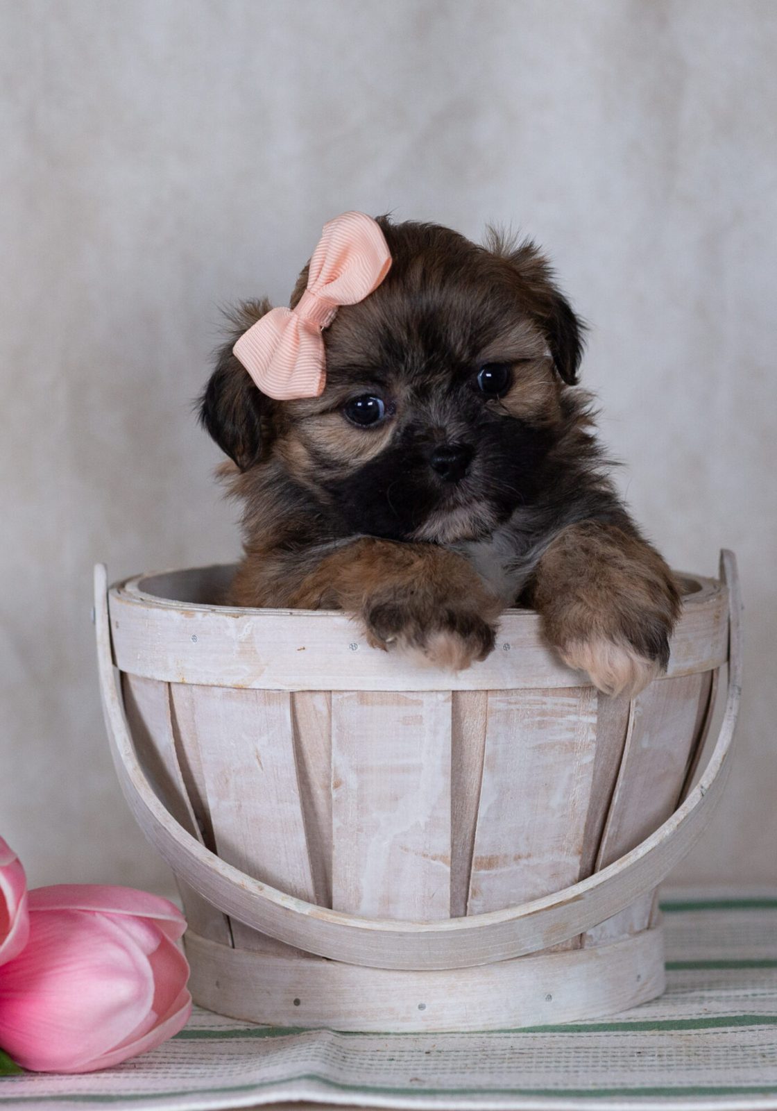 Shichon teddy bear puppies breeder