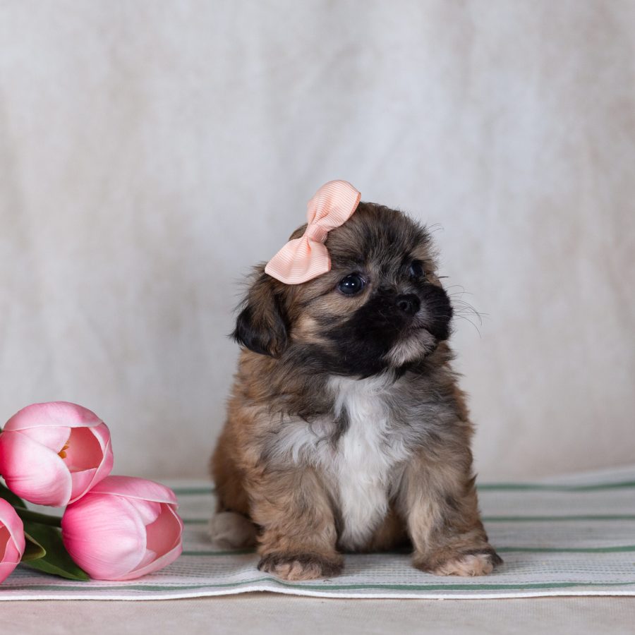 Shichon teddy bear puppies for sale near me