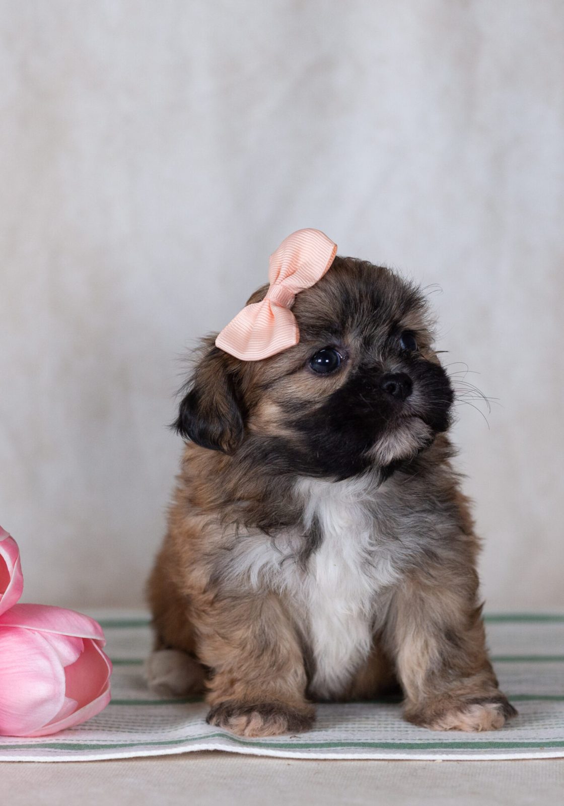 Shichon teddy bear puppies for sale near me