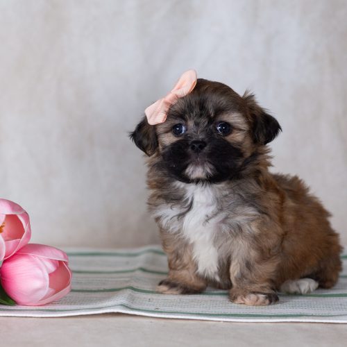 Shichon teddy bear puppies for sale pa