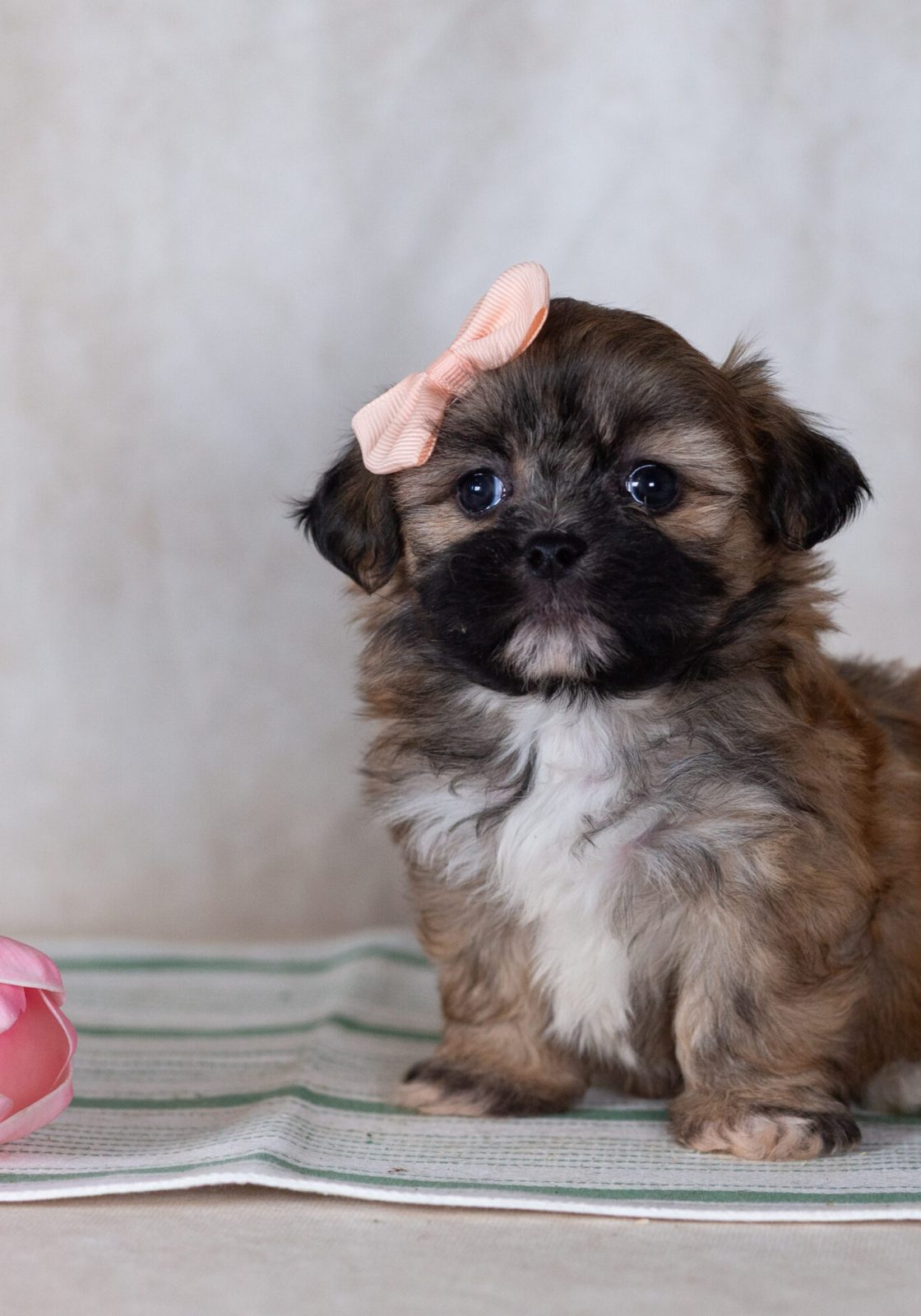 Shichon teddy bear puppies for sale pa