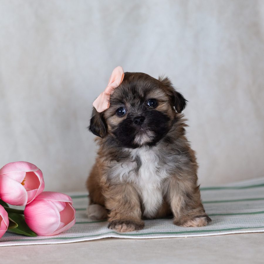 Shichon teddy bear puppies for sale