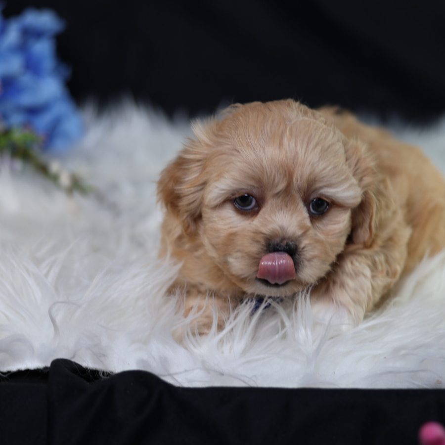 Shichon teddy bear puppies near me