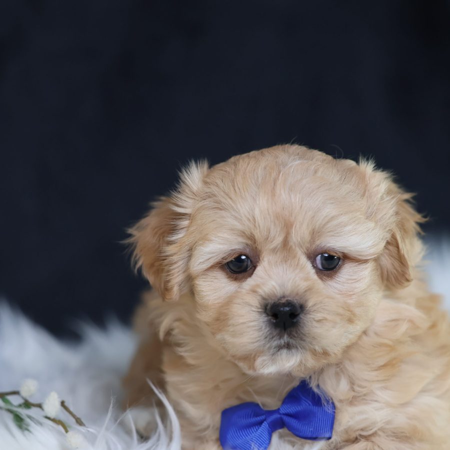 Shichon teddy bear puppies pa