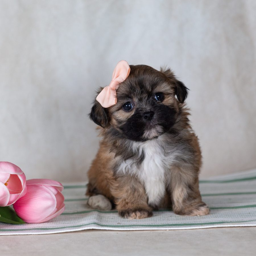 Shichon teddy bear puppies