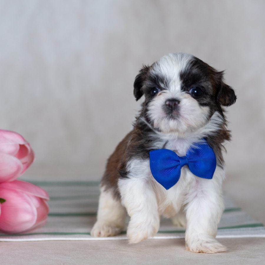 Shichon teddy bear puppy