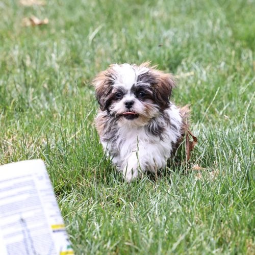 Shichon teddy bear puppy