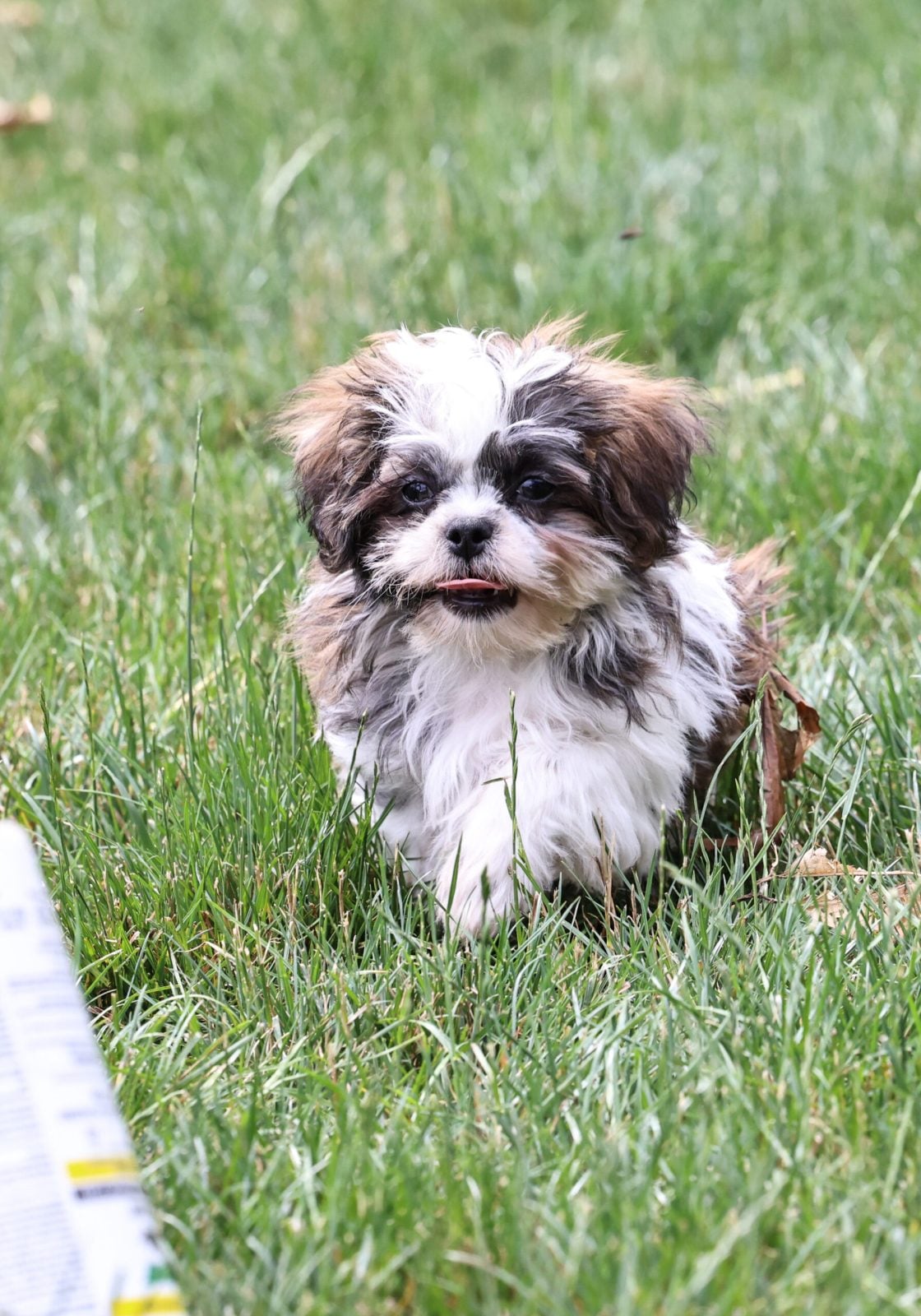 Shichon teddy bear puppy