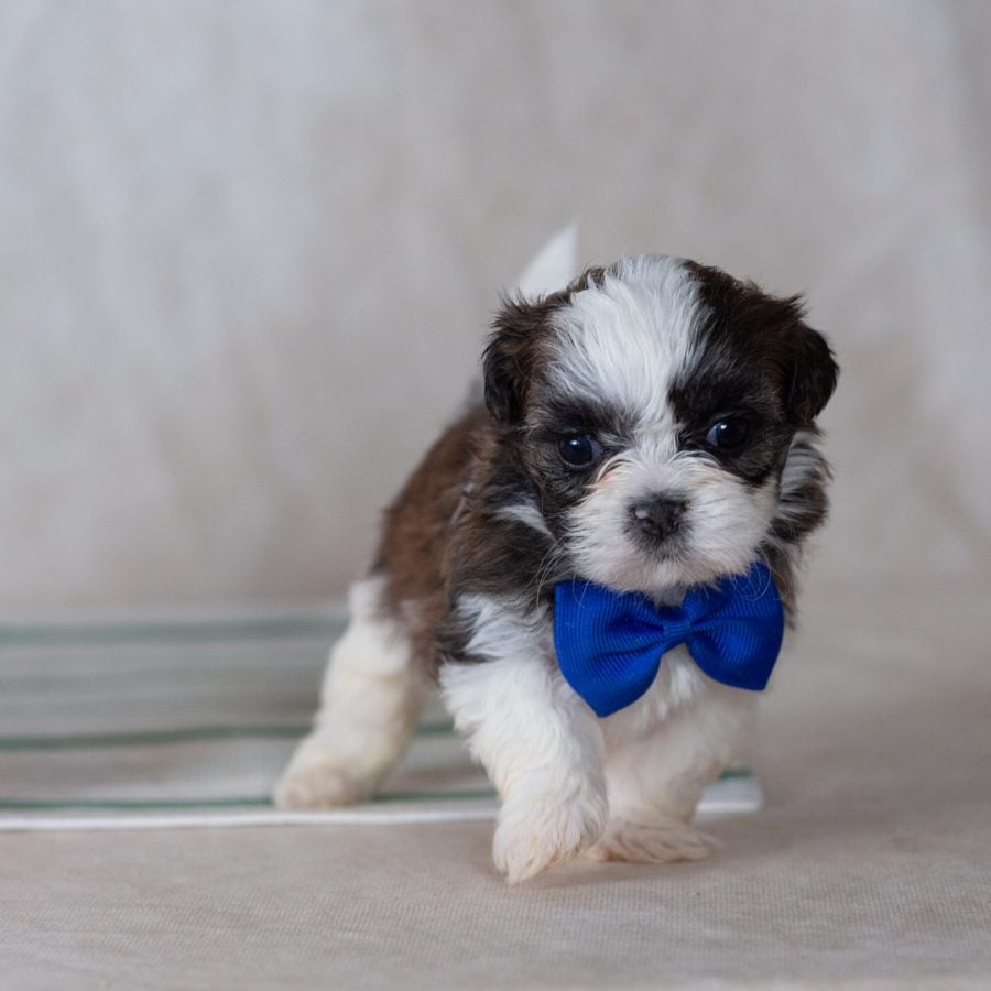 Shichon teddy bear puppy breeder