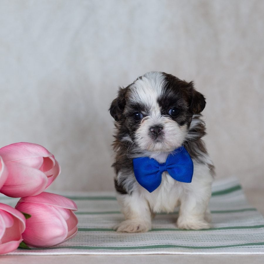 Shichon teddy bear puppy breeder pa