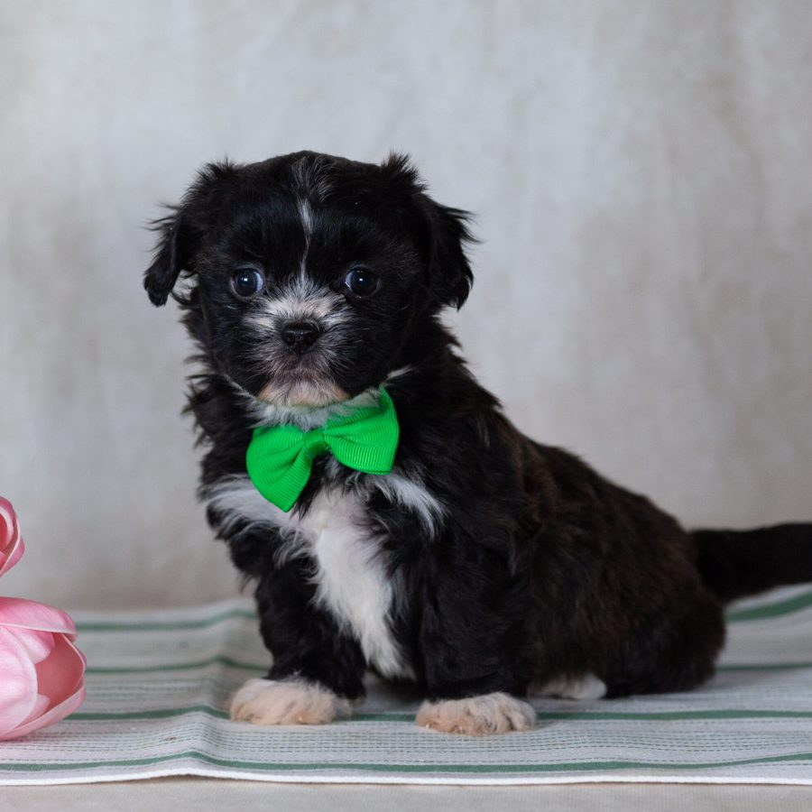 Shichon teddy bear puppy breeder