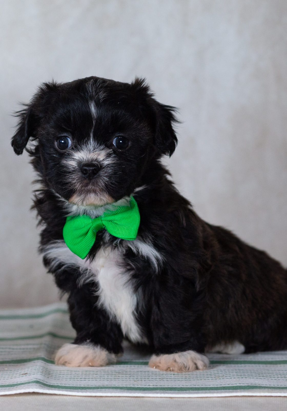 Shichon teddy bear puppy breeder