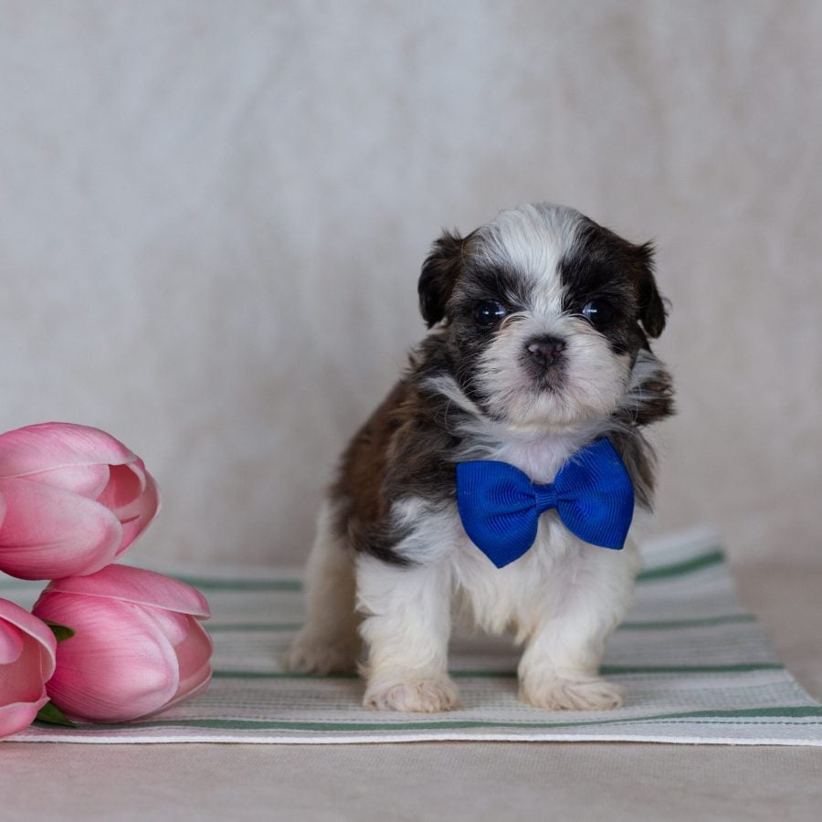 Shichon teddy bear puppy for sale
