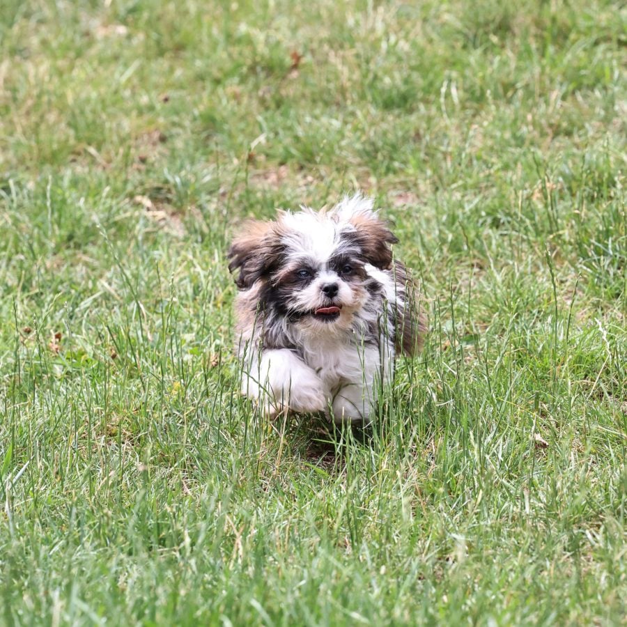 Shichon teddy bear puppy for sale