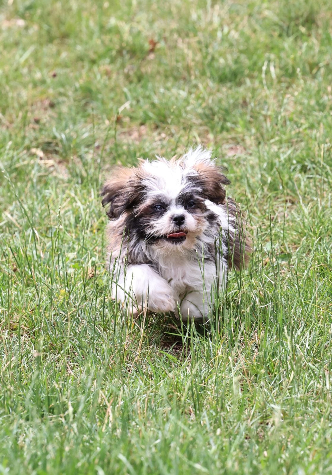 Shichon teddy bear puppy for sale