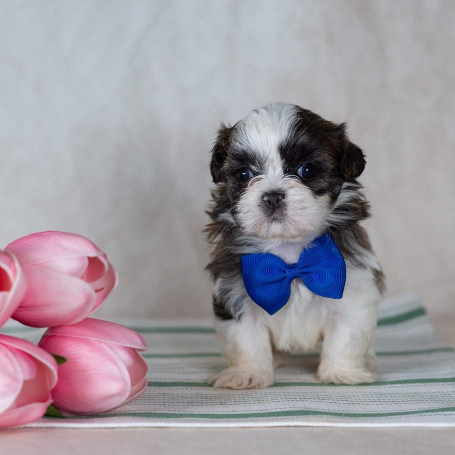 Shichon teddy bear puppy for sale near me