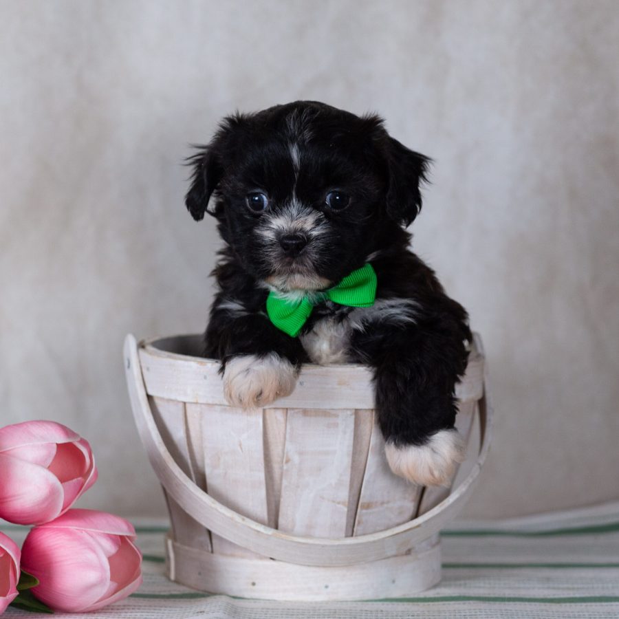 Shichon teddy bear puppy for sale near me