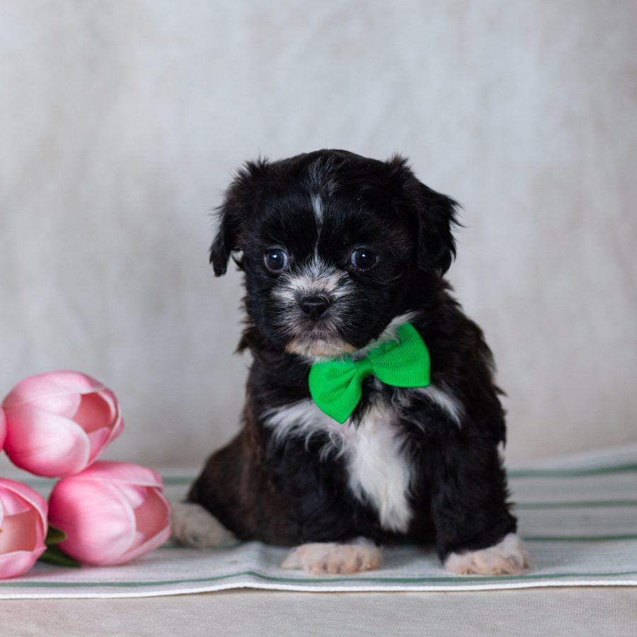 Shichon teddy bear puppy for sale pa