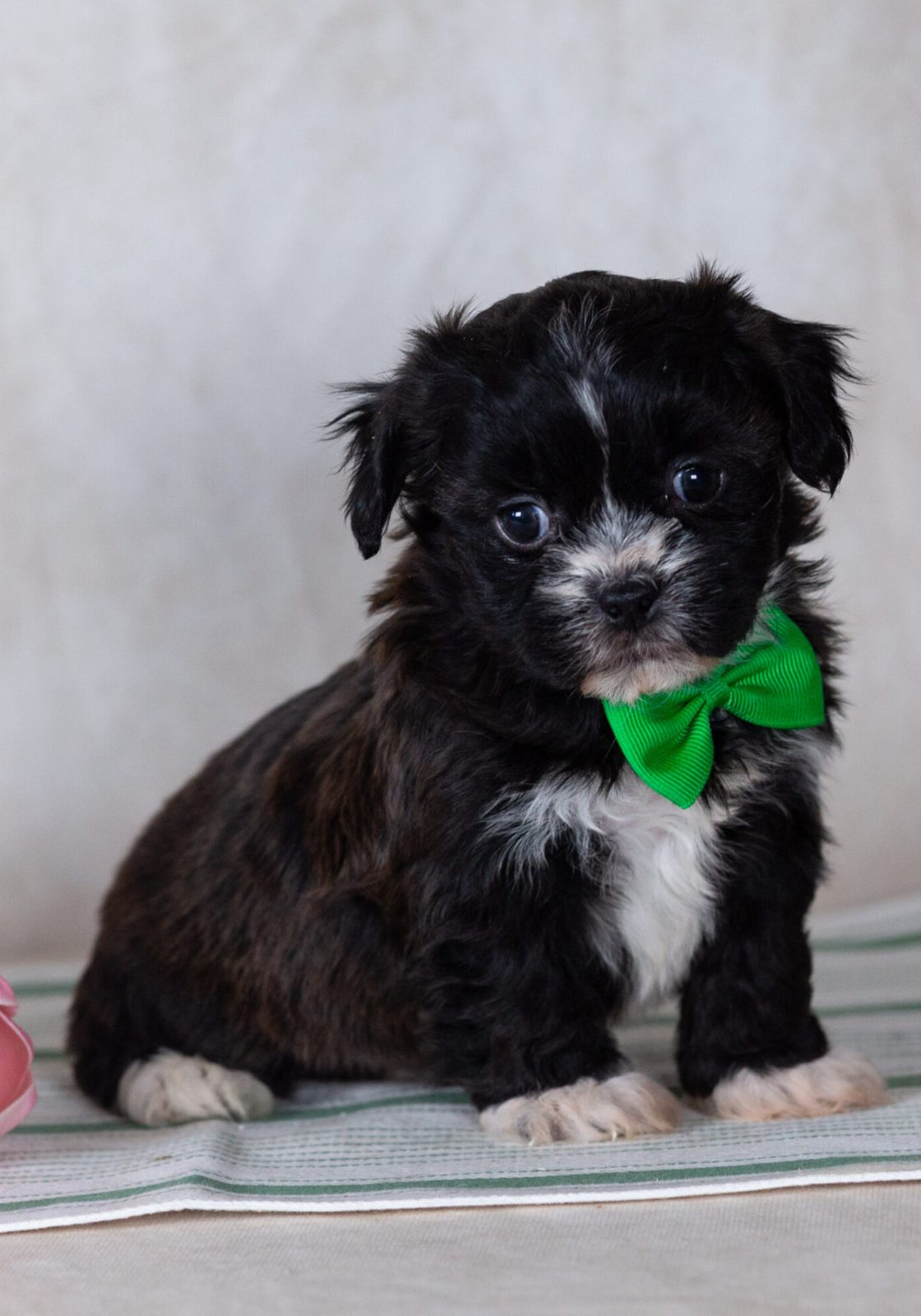 Shichon teddy bear puppy for sale