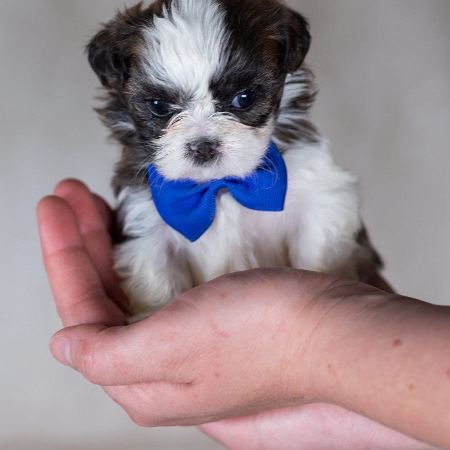 Shichon teddy bear puppy mini
