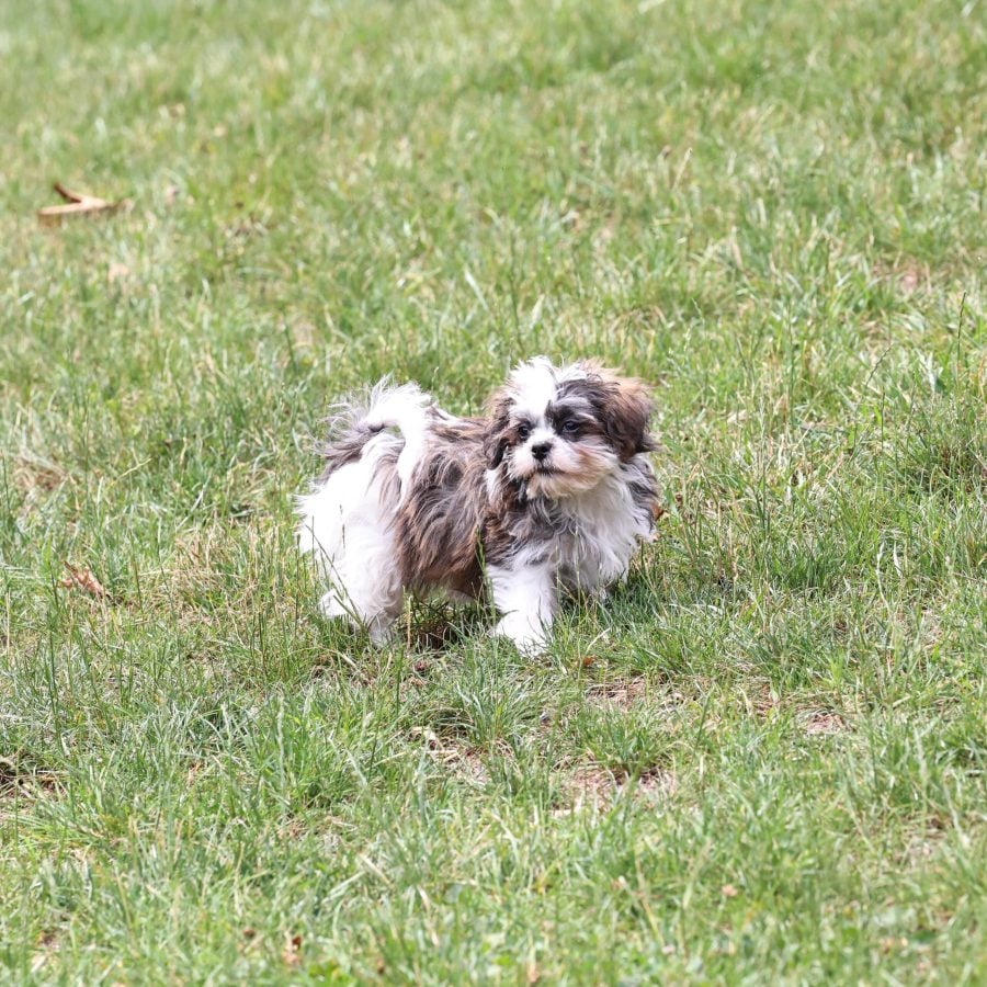 Shichon teddy bear puppy near me