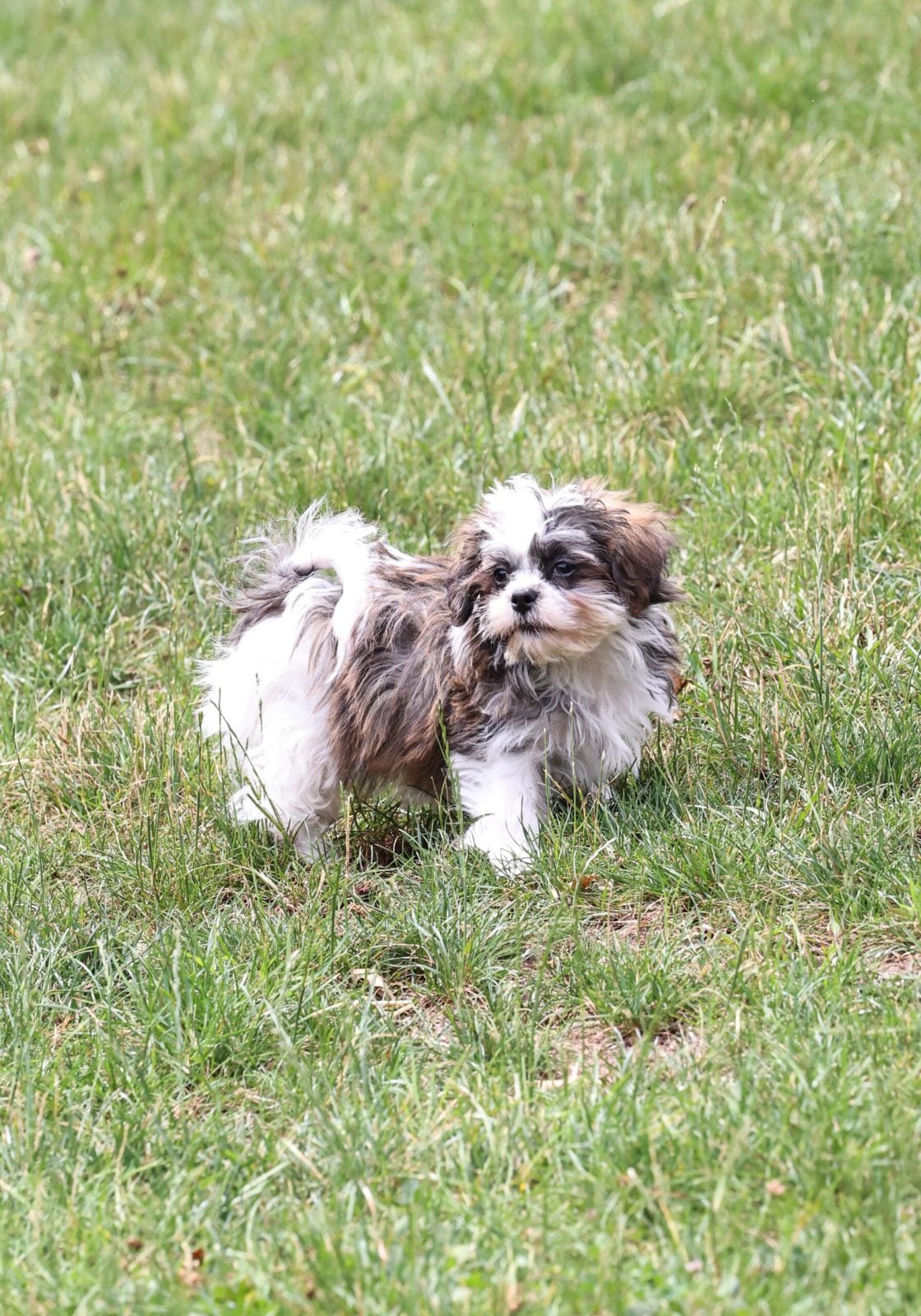 Shichon teddy bear puppy near me