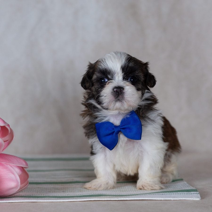 Shichon teddy bear puppy pa