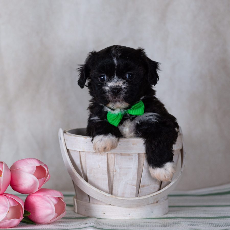 Shichon teddy bear puppy