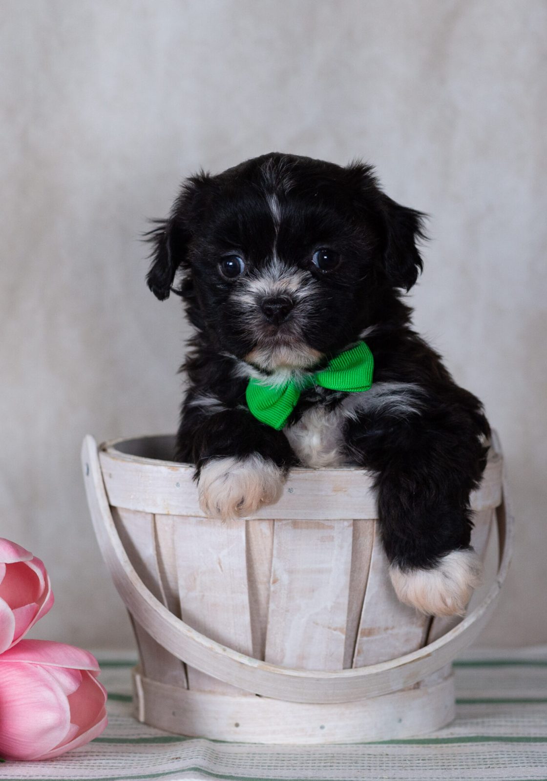 Shichon teddy bear puppy