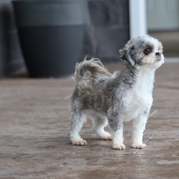 Teddy Bear Dog Adult Caroline
