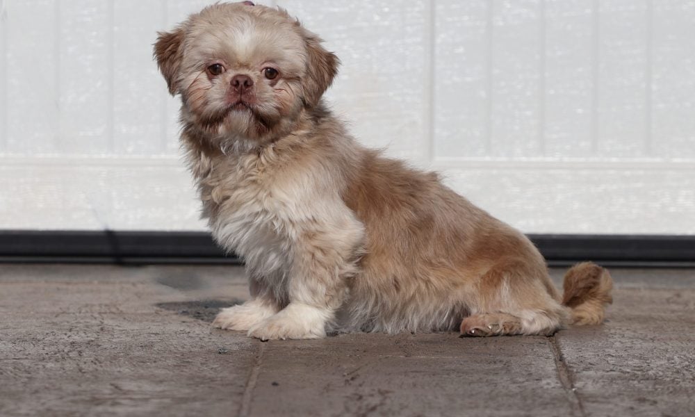 Teddy Bear Dog DJ