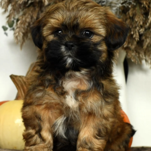 Teddy Bear Puppies For Sale Near Me