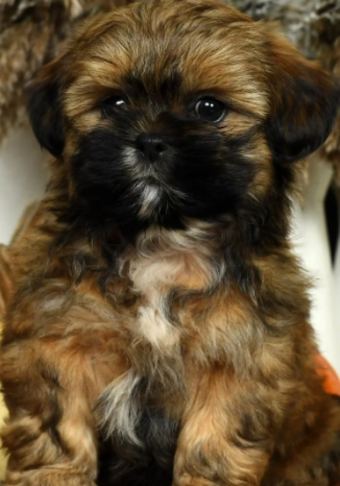 Teddy Bear Puppies For Sale Near Me