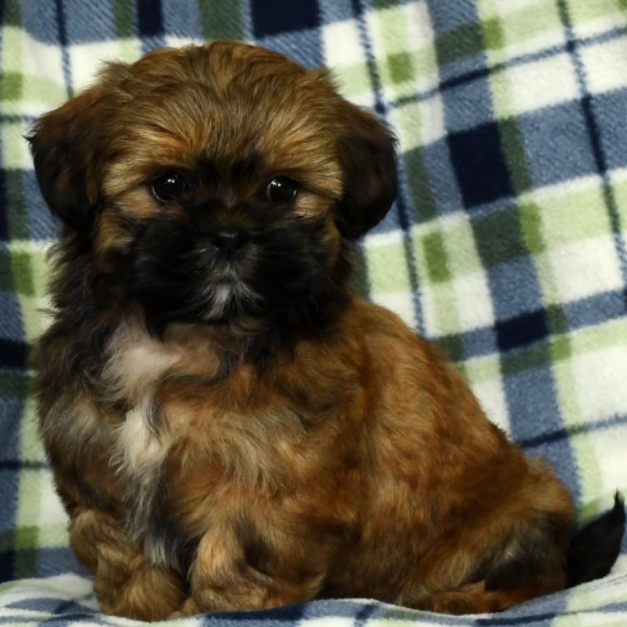 Teddy Bear Puppies For Sale