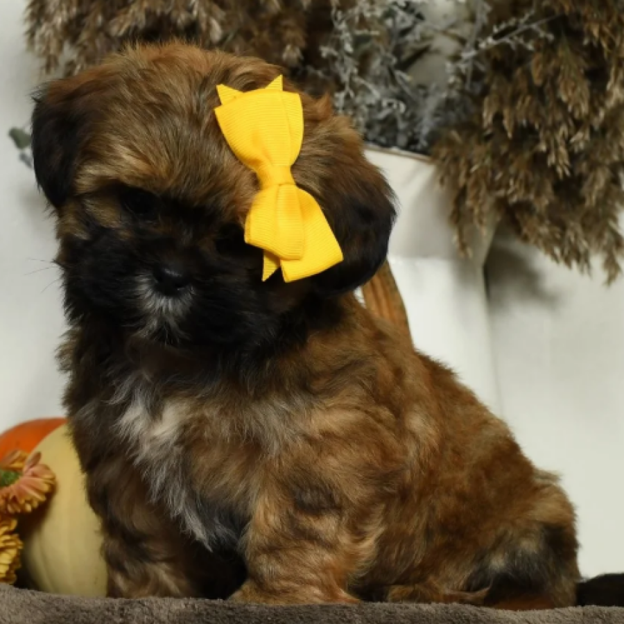Teddy Bear Puppies