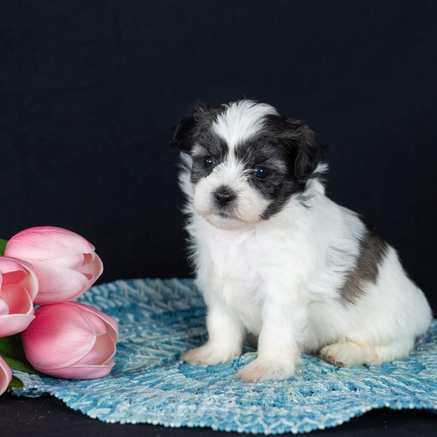 Teddy bear puppies for sale near me