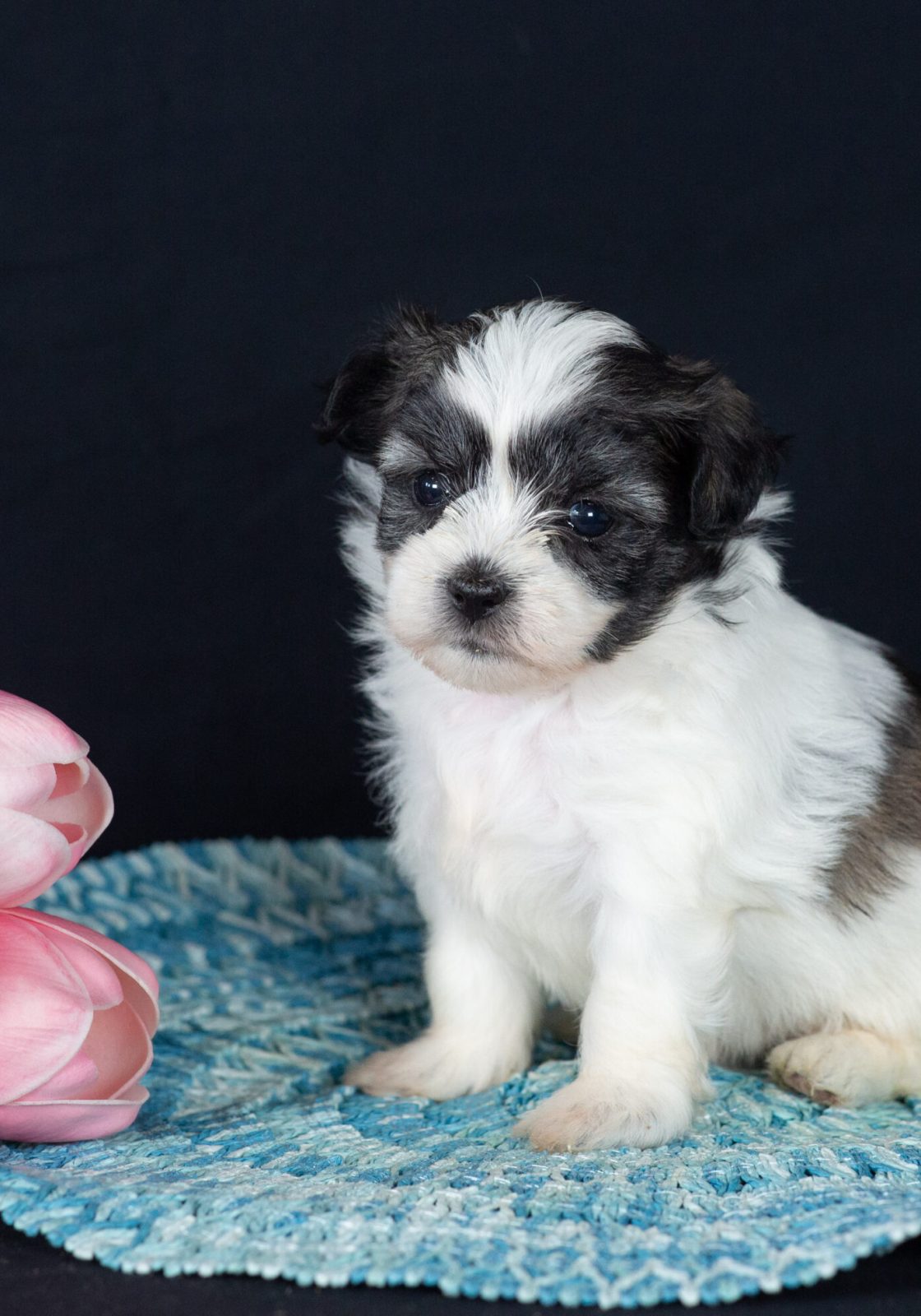 Teddy bear puppies for sale near me