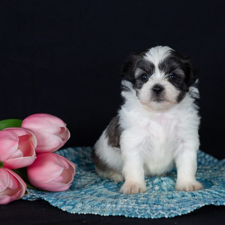 Teddy bear puppies for sale near pa