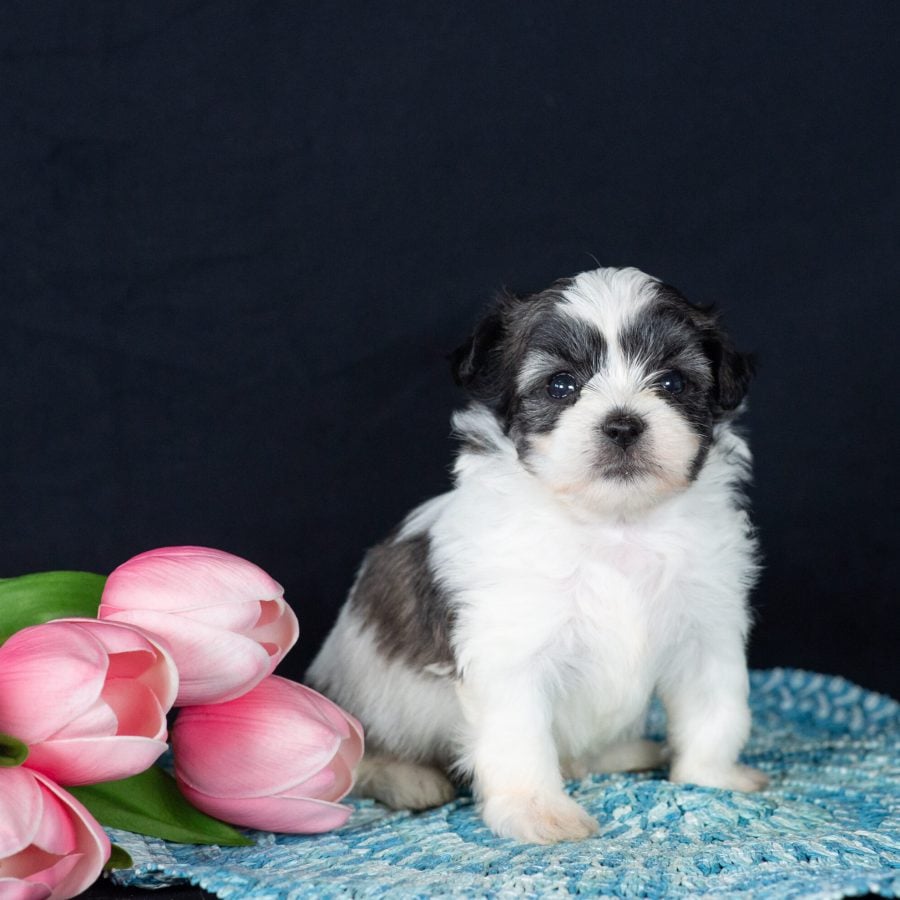 Teddy bear puppies for sale now