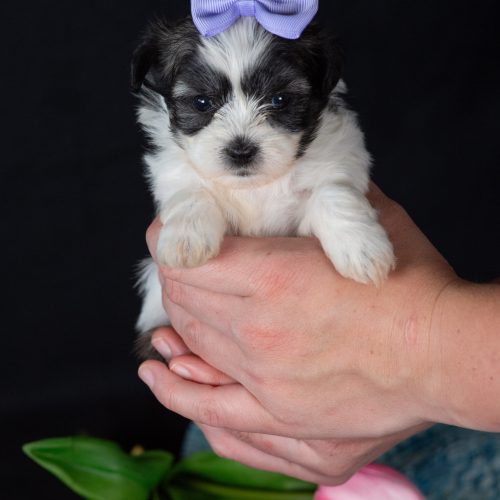 Teddy bear puppies for sale pa