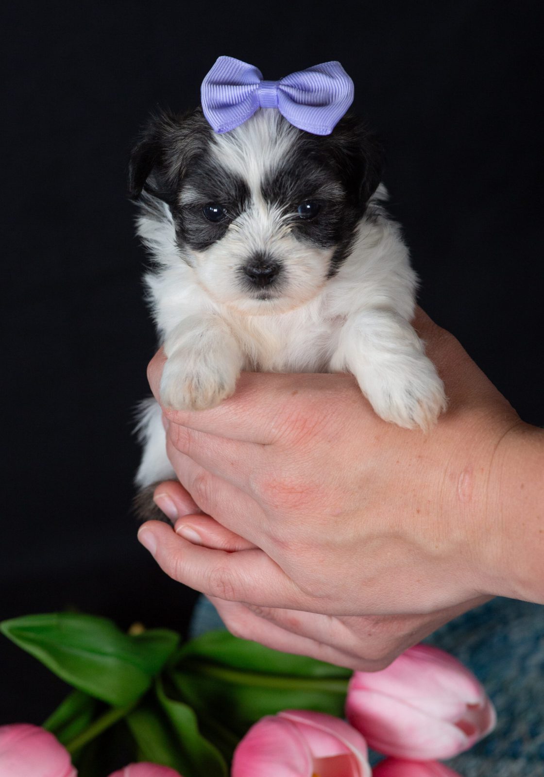 Teddy bear puppies for sale pa