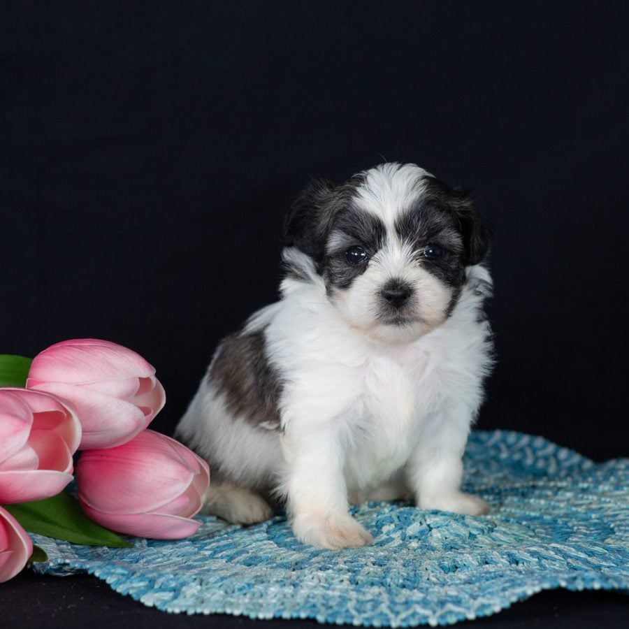 Teddy bear puppies for sale