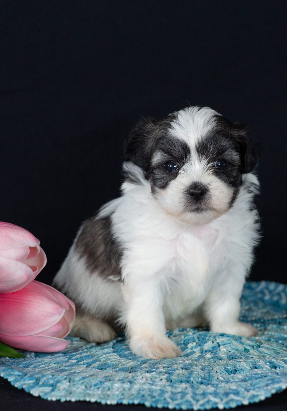 Teddy bear puppies for sale