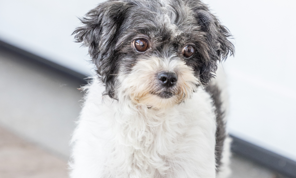 Wanda Shichon Adult