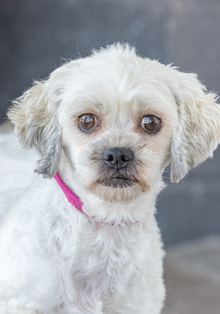Wanda adult shichon dog